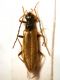 P1030259 RM Rhagonycha fuscitibia.JPG