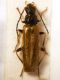 P1030261 RM Rhagonycha fuscitibia.JPG
