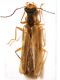 P1030253 (FR) Malthacus procerulus.JPG