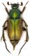 Amphicoma-graeca.jpg