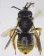 Eucera_vulpes.FEI.jpg