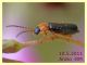 Cratosilis denticollis - Anzio - 10.5.2011 (1).JPG