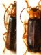 P1030252 (FR)-RM Cratosilis sicula-laeta.jpg