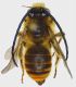 Eucera_chrysopyga.FEI.jpg