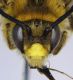 Eucera_chrysopyga_head.FEI.jpg