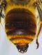 Eucera_chrysopyga_metasoma.FEI.jpg
