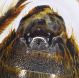 Eucera_chrysopyga_S6.FEI.jpg
