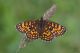 Melitaea sp. 2.jpg