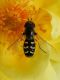 DSCN9456.JPG