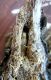 7-DSCN0573,okit.jpg
