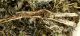 4-DSCN8878,okit.jpg