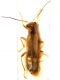 P1030284 (RM) Malthinus seriepunctatus vs M. reflexus.JPG