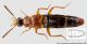 Zyras (Termidonia) siwalikensis Cameron, 1939.jpg