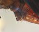 Odonata3gen.jpg