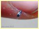 probabile Colotes maculatus - 2,5 mm. - Anzio 17.8 (2).JPG