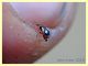 probabile Colotes maculatus - 2,5 mm. - Anzio 17.8 (3).JPG