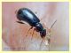 probabile Colotes maculatus - 2,5 mm. - Anzio 17.8 (6).JPG