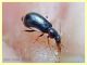 probabile Colotes maculatus - 2,5 mm. - Anzio 17.8 (7).JPG