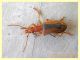 Drypta distincta 9 mm. - Nettuno 5.3.2020 - (4).JPG
