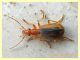Drypta distincta 9 mm. - Nettuno 5.3.2020 - (6).JPG