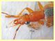 Drypta distincta 9 mm. - Nettuno 5.3.2020 - (5).JPG