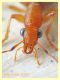 Drypta distincta 9 mm. - Nettuno 5.3.2020 - (7).JPG