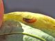 Cecidomyiidae_Obolodiplosis_robiniae_pupa.jpg