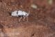 Deraeocoris_schach_ninfa_Pietrastornina_Labriola_5781.jpg