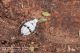 Deraeocoris_schach_ninfa_Pietrastornina_Labriola_5784.jpg