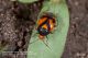 Deraeocoris_schach_Pietrastornina_Labriola_5902.jpg