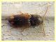 Drasterius bimaculatus es. 1 - 4,1 mm. - Nettuno - 5.3.2020 - (5).JPG