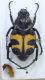 Trichius fasc. maschio Perledo Lugherna 1.jpg