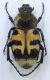 Trichius fasc. femmina Perledo Lugherna 1.jpg