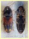 Drasterius bimaculatus es. 2 - 5 mm. - Nettuno - 5.3.2020 - (4).JPG