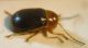 Cryptocephalus 005 A.jpg