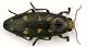 Buprestis 9maculata corno.JPG