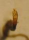 Cassida 002 A.jpg
