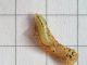 Euleia_heraclei_larva.jpg