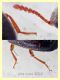 probabile Zopheridae 2,2 mm. - Anzio 9.6.2020 - (6).jpg