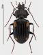 Carabidae 5.jpg