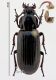 Carabidae 7rid.jpg