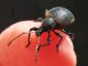 Otiorhynchus_armadillo_adulto_capo_antenne.jpg
