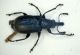 Curculio corno 01.JPG
