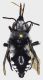 Melectafuneraria.FEI.jpg