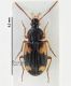 Carabidae 11.jpg