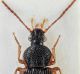 Carabidae 11 part.jpg