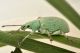 2 phyllobius virideaeris curculionidae san giorio.jpg