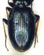 Carabidae2.FEI.jpg