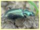 4 probabile Agonum sp. circa 9 mm. - Roma - San Paolo - Lungotevere di Pietra Papa - 10.10.2019 - (9).JPG