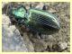 5 probabile Agonum sp. circa 9 mm. - Roma - San Paolo - Lungotevere di Pietra Papa - 10.10.2019 - (7).JPG